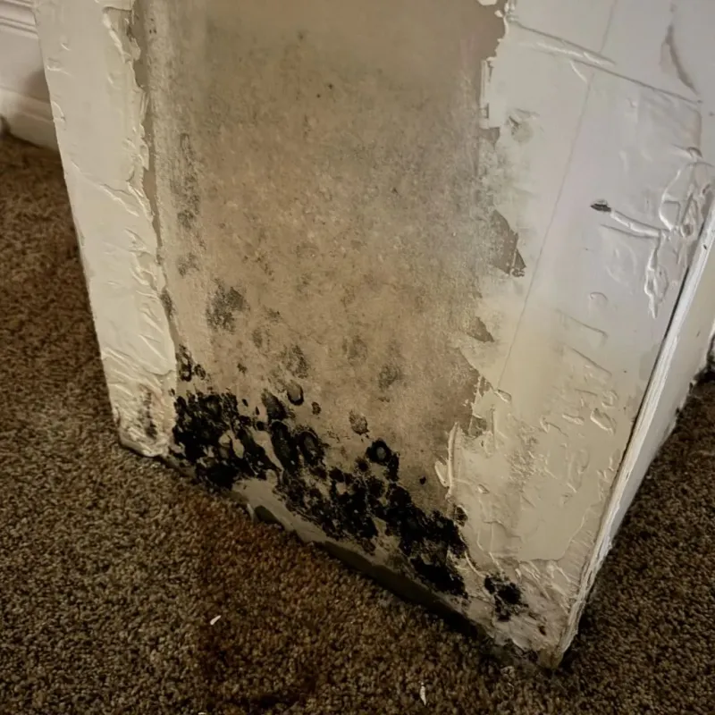 Professional Mold Removal in Hamilton, OH